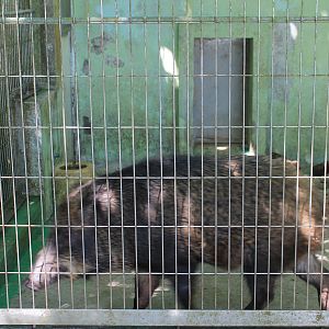 Okinawa Zoo - Ryukyu Wild Pig (Sus scrofa riukiuanus)