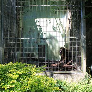 Okinawa Zoo - Mandrill (Mandrillus sphinx)