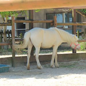Okinawa Zoo - Cheju Pony