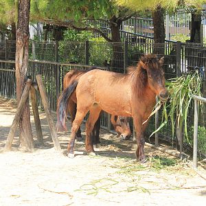 Okinawa Zoo - Yonaguni Ponies