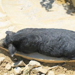 Okinawa Zoo - Shima Uwa Pig