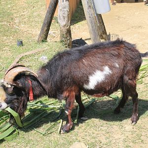 Okinawa Zoo - Shima Hijya Goat