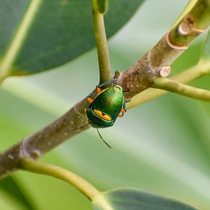 Green Jewel Bug, Lampromicra senator