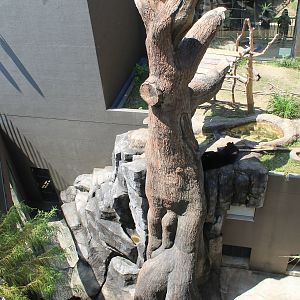 Okinawa Zoo - Asiatic Black Bear enclosure