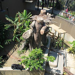 Okinawa Zoo - Sun Bear enclosure