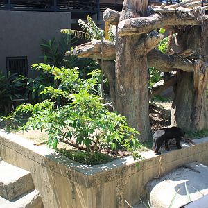Okinawa Zoo - Sun Bear enclosure