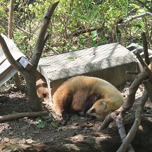 Okinawa Zoo - Japanese Badgers