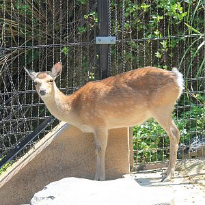Okinawa Zoo - Honshu Sika Deer (Cervus nippon aplodontus)