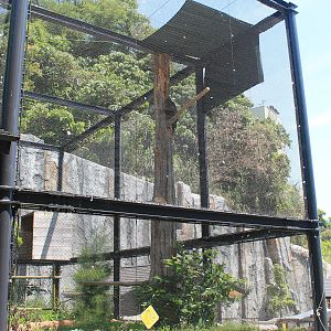 Okinawa Zoo - Japanese Golden Eagle (Aquila chrysaetos japonica)