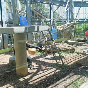 Okinawa Zoo - Chimpanzee cage