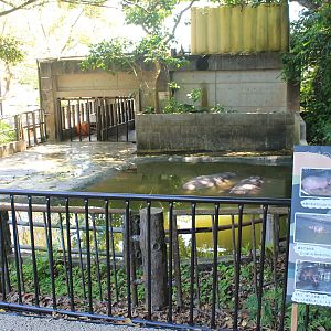 Okinawa Zoo - Common Hippopotamus