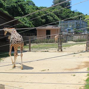 Okinawa Zoo - Giraffes