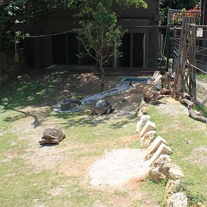 Okinawa Zoo - Aldabra Giant Tortoises and Eastern Grey Kangaroos