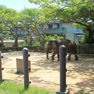 Okinawa Zoo - Asian Elephant (Elephas maximus)