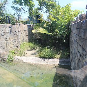 Okinawa Zoo - False Gharial (Tomistoma schlegelii)