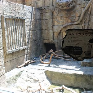 Okinawa Zoo - Small-clawed Otter (Aonyx cinereus)