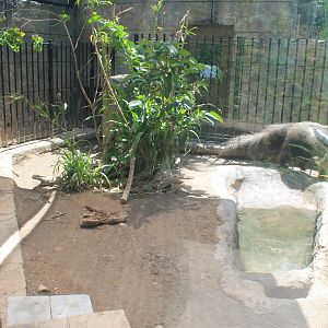 Okinawa Zoo - Giant Anteaters (Myrmecophaga tridactyla)