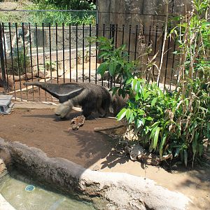 Okinawa Zoo - Giant Anteaters (Myrmecophaga tridactyla)