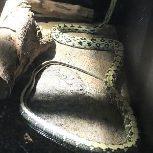 Okinawa Zoo - Taiwan Beauty Snake (Elaphe taeniura friesi)