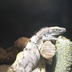 Okinawa Zoo - Black Spiny-tailed Iguana (Ctenosaura similis)