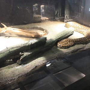 Okinawa Zoo - Burmese Python (Python bivittatus)