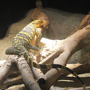 Okinawa Zoo - Yellow-headed Water Monitor (Varanus cumingi)