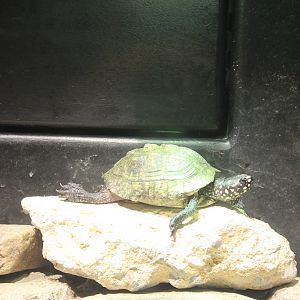 Okinawa Zoo - Spotted Pond Turtle (Geochlemys hamiltoni)