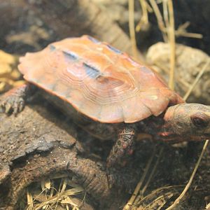 Okinawa Zoo - Ryukyu Black-breasted Leaf Turtle (Geoemyda japonica)