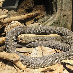 Okinawa Zoo - Yonaguni Keeled Rat Snake (Elaphe carinata yonaguniensis)