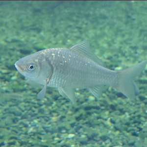 Ginbuna (Carassius [auratus] langsdorfii) - Lake Biwa Museum