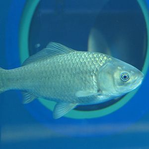 Nigorobuna (Carassius "auratus" grandoculis) - Lake Biwa Museum
