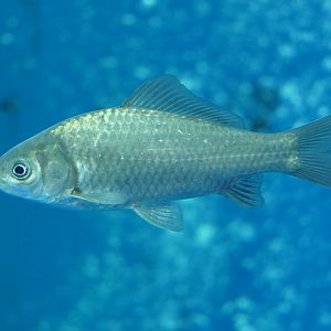 Nigorobuna (Carassius "auratus" grandoculis) - Lake Biwa Museum