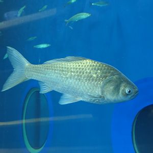 Gengorobuna (Carassius [auratus] cuvieri) - Lake Biwa Museum