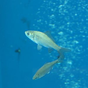 Gengorobuna (Carassius [auratus] cuvieri) - Lake Biwa Museum