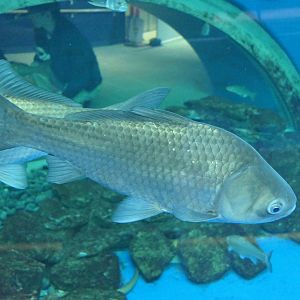 Gengorobuna (Carassius [auratus] cuvieri) - Lake Biwa Museum