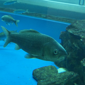 Nigorobuna (Carassius "auratus" grandoculis) - Lake Biwa Museum