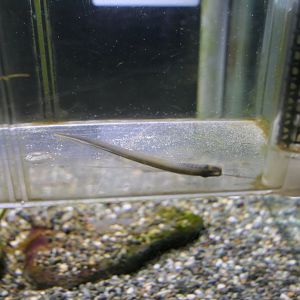 Northern Japanese Brook Lamprey (Lethenteron mitsukurii) - Lake Biwa Museum
