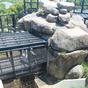 Okinawa Zoo - African Lion enclosure
