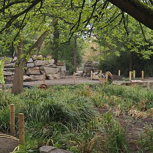 Renovation of the Asian aviaries and the walkway near the Asiatic lion exhibit, 2025-04-26