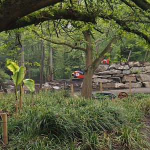 Renovation of one of the Asian aviaries near the Asiatic lion exhibit, 2025-04-26