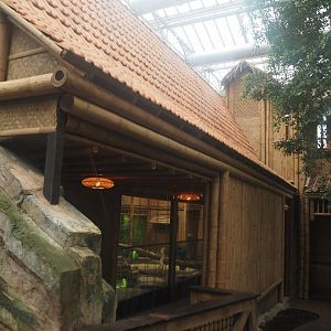 New Chinese water dragon, Sulawesi sailfin lizard and Southeast Asian box turtle exhibit in the orangutan greenhouse, 2025-04-26