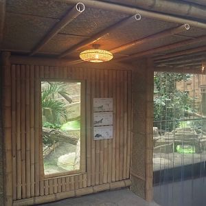 New Chinese water dragon, Sulawesi sailfin lizard and Southeast Asian box turtle exhibit in the orangutan greenhouse, 2025-04-26