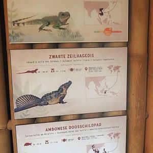 Chinese water dragon, Sulawesi sailfin lizard and Southeast Asian box turtle signage, 2025-04-26