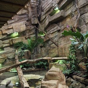 New Chinese water dragon, Sulawesi sailfin lizard and Southeast Asian box turtle exhibit in the orangutan greenhouse, 2025-04-26