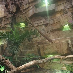 New Chinese water dragon, Sulawesi sailfin lizard and Southeast Asian box turtle exhibit in the orangutan greenhouse, 2025-04-26
