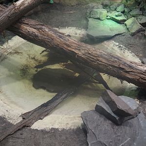 Pond in Chinese water dragon, Sulawesi sailfin lizard and Southeast Asian box turtle exhibit, 2025-04-26