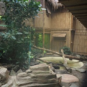 New Chinese water dragon, Sulawesi sailfin lizard and Southeast Asian box turtle exhibit in the orangutan greenhouse, 2025-04-26