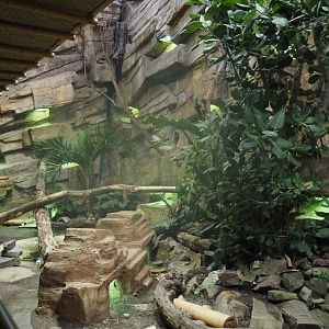 New Chinese water dragon, Sulawesi sailfin lizard and Southeast Asian box turtle exhibit in the orangutan greenhouse, 2025-04-26