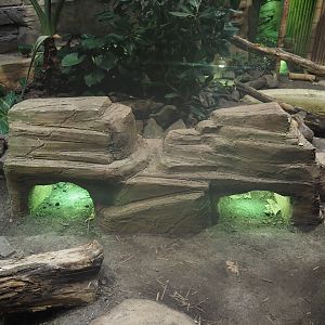 Basking shelters in Chinese water dragon, Sulawesi sailfin lizard and Southeast Asian box turtle exhibit, 2025-04-26