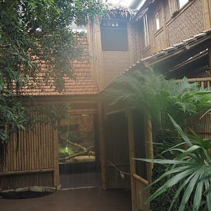 New Chinese water dragon, Sulawesi sailfin lizard and Southeast Asian box turtle exhibit in the orangutan greenhouse, 2025-04-26